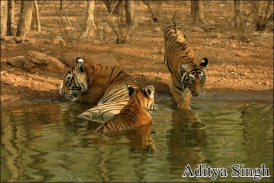 Tiger family in Ranthambore
