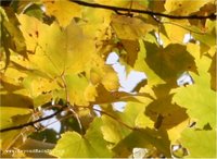 maple leaves, fall color in Carlos Avery WMA