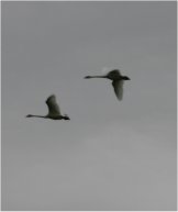 wild swans at carlos avery wma