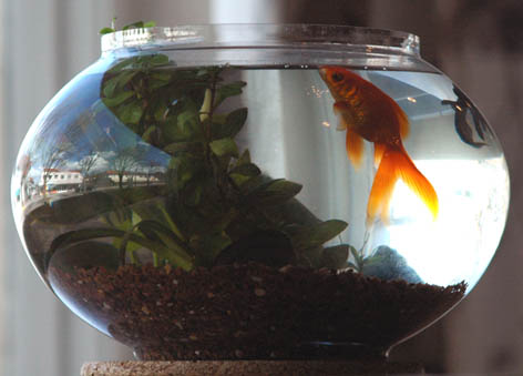 Glassbolle Glassbolle