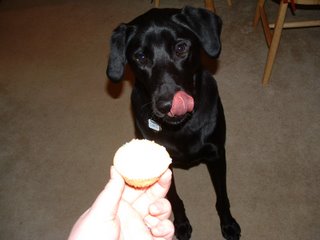 Diesel Amin about to eat a puppy cupcake
