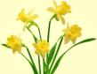 daffodil of Wales