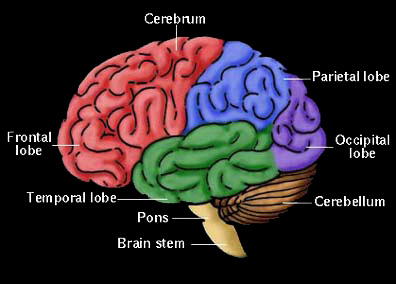 This brain schematic if not representative of the neocon arrangement