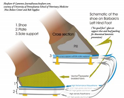 Barbaro's shoe to prevent support limb laminitis
