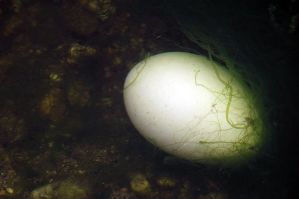 Goose Egg, Part I