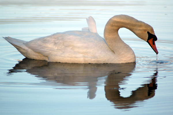 Swan Lake... er, River