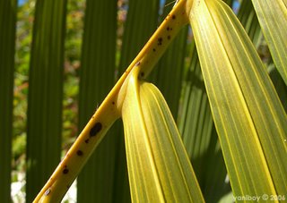 palm frond 2006