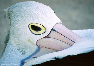 pelican 2005
