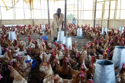 Nigerians through infected H5N1 (bird flu) chickens directly into the fire.