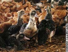 Chickens and ducks are confined in a farm in western France. France reported more cases of H5N1 in swans Sunday.