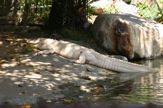 alligator albinos du zoo de Los Angeles