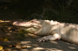 alligator albinos du zoo de Los Angeles