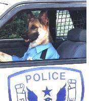 chien policier en voiture