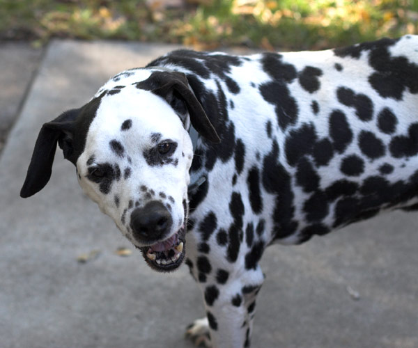 Crooked Dog