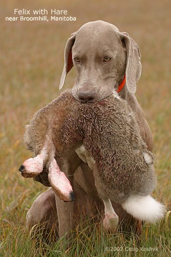 hunting weimaraner puppies for sale