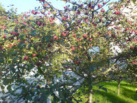 Дерево с эксперементальными яблоками