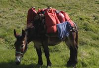 Mule sur le TMP