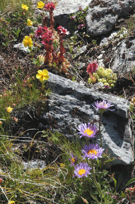 asters