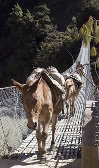 Photo: mules crossing a suspension bridge