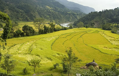 Photo: Rice terraces at Sera