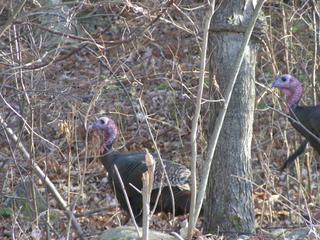 Gobblers - click to enlarge!