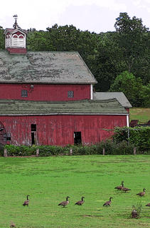 Barn with Goose infestation!