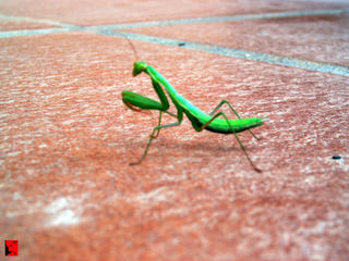 foto mantis by XPhobos