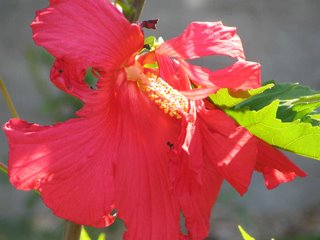 perennial hibiscus