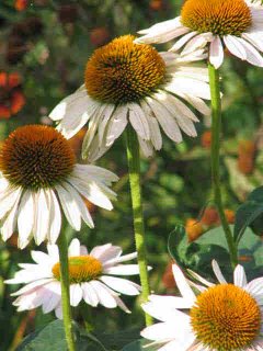 echinacea 'fragrant angel'