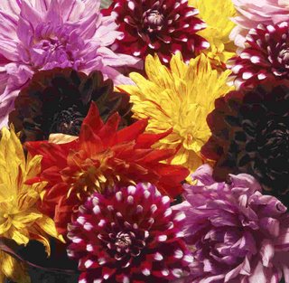 dahlia flowers