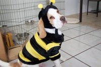 Beedog 1