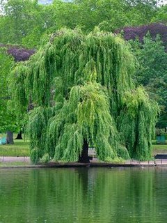 Great Willow