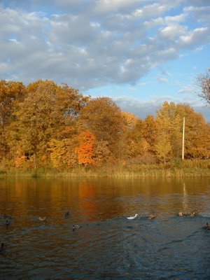 Ducks on the Elslager Pond
