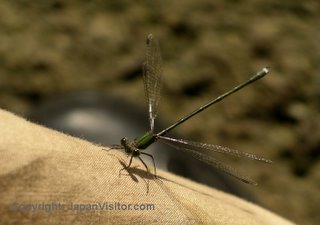 Autumn dragonfly.