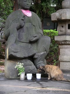 Cat and buddha at Zozoji Temple, Tokyo.
