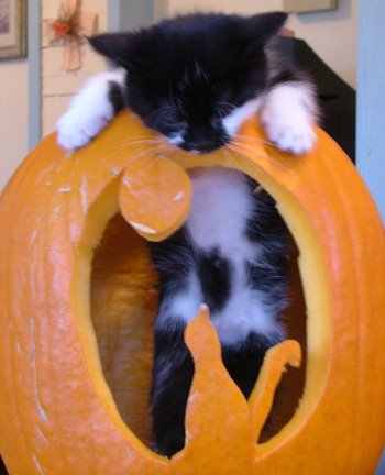 Image result for cat inside pumpkin