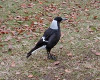 A magpie