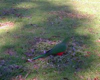 A female Australian king parrot eating a plant