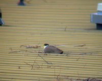 The masked lapwing that was sleeping on the roof of another part of the dorm building. I took this picture from my dorm window through my binoculars.