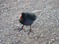 A dusky moorhen that walked up to me. I think it was looking for food?
