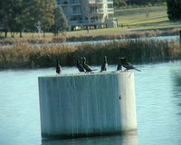 Here are all the little black cormorants and the male darter sunning themselves on the big cement thing in the lake. The darter is the one on the far right. I took this picture through my binoculars.