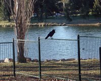 An Australian raven sitting on a fence.