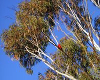 The crimson rosella I took a picture of yesterday