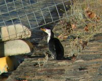 A little pied cormorant sitting next to the lake (This is another one of those thru-binoculars shots)