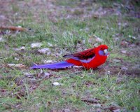 A bright red and blue crimson rosella! Such a beautiful parrot! Picture taken through my binoculars.
