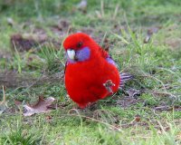 Another beautiful crimson rosella shot through my binoculars. And to think that I like eastern rosellas better than these guys! I'll have to track one of them down soon. :)