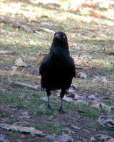 An Australian Raven staring down the camera. Taken through binoculars.