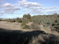 A view of some bush from a dirt path near Lake G.