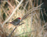 A red-browed finch, taken through my binoculars.