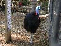 A cassowary -- Australia's heaviest bird.
